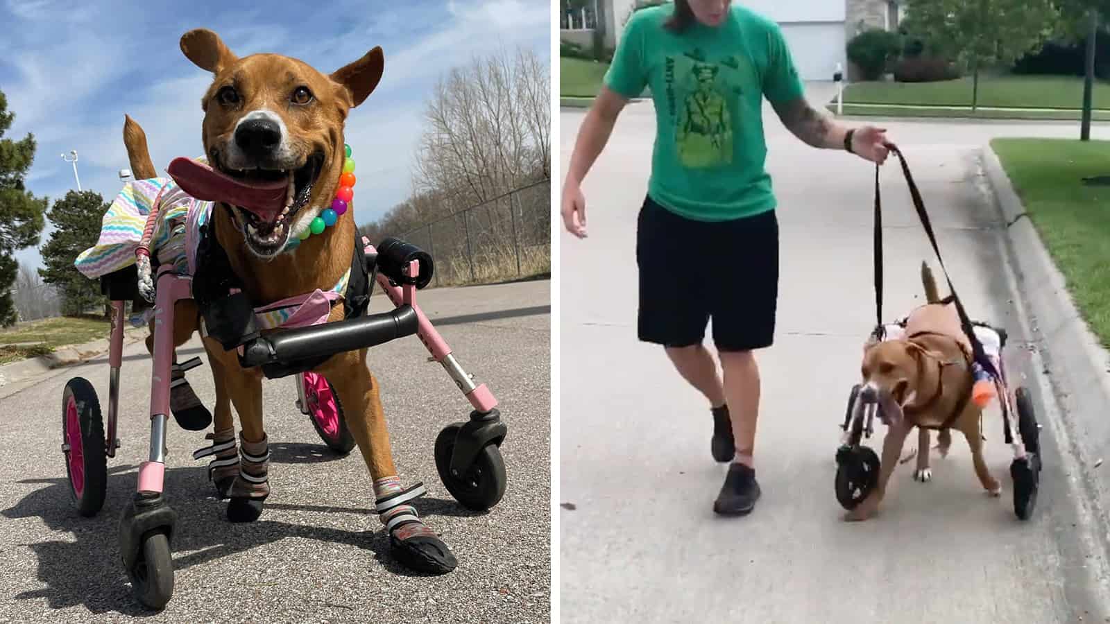 Special Needs Dog Learns to Use a Wheelchair, Leads a Happy Life