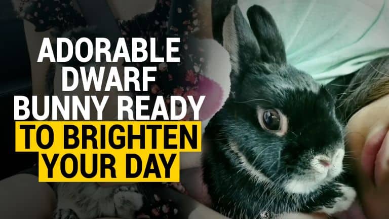 dwarf bunny