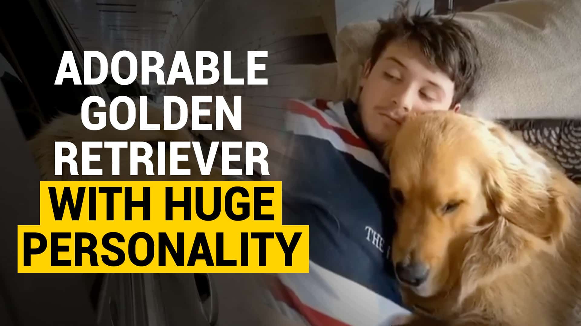 This Adorable Golden Retriever Has a Huge Personality
