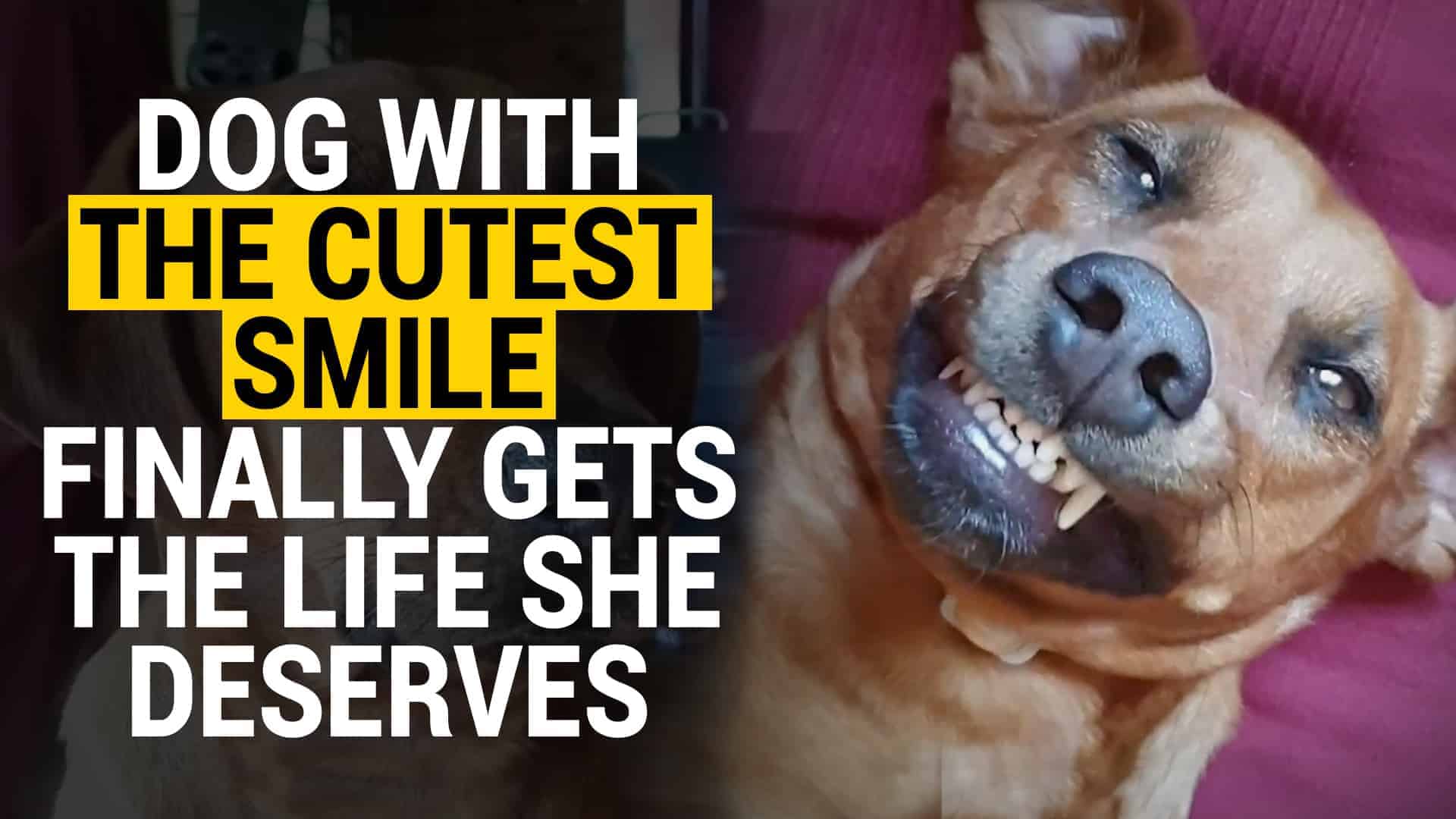 A Dog With a Cute Smile Gets the Life She Deserves