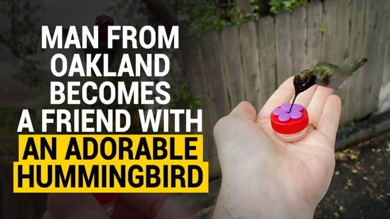 hummingbird