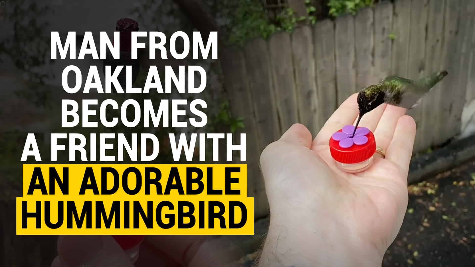 Meet an Oakland Man Who Befriended a Tiny Hummingbird
