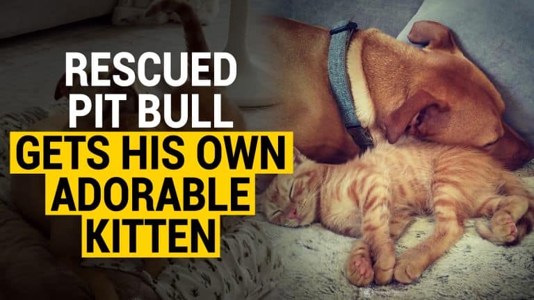 rescued pit bull