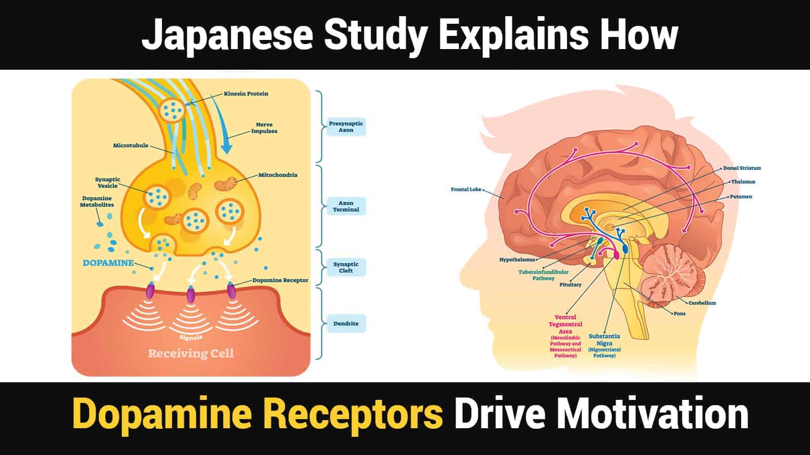 Japanese Study Explains How Dopamine Receptors Drive Motivation