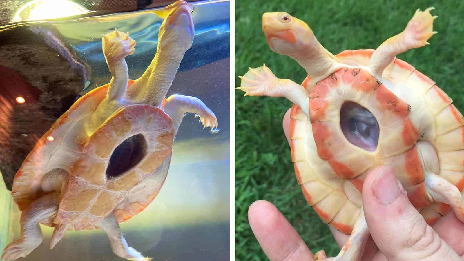 Man Adopts a Tiny Turtle With a Window to its Heart