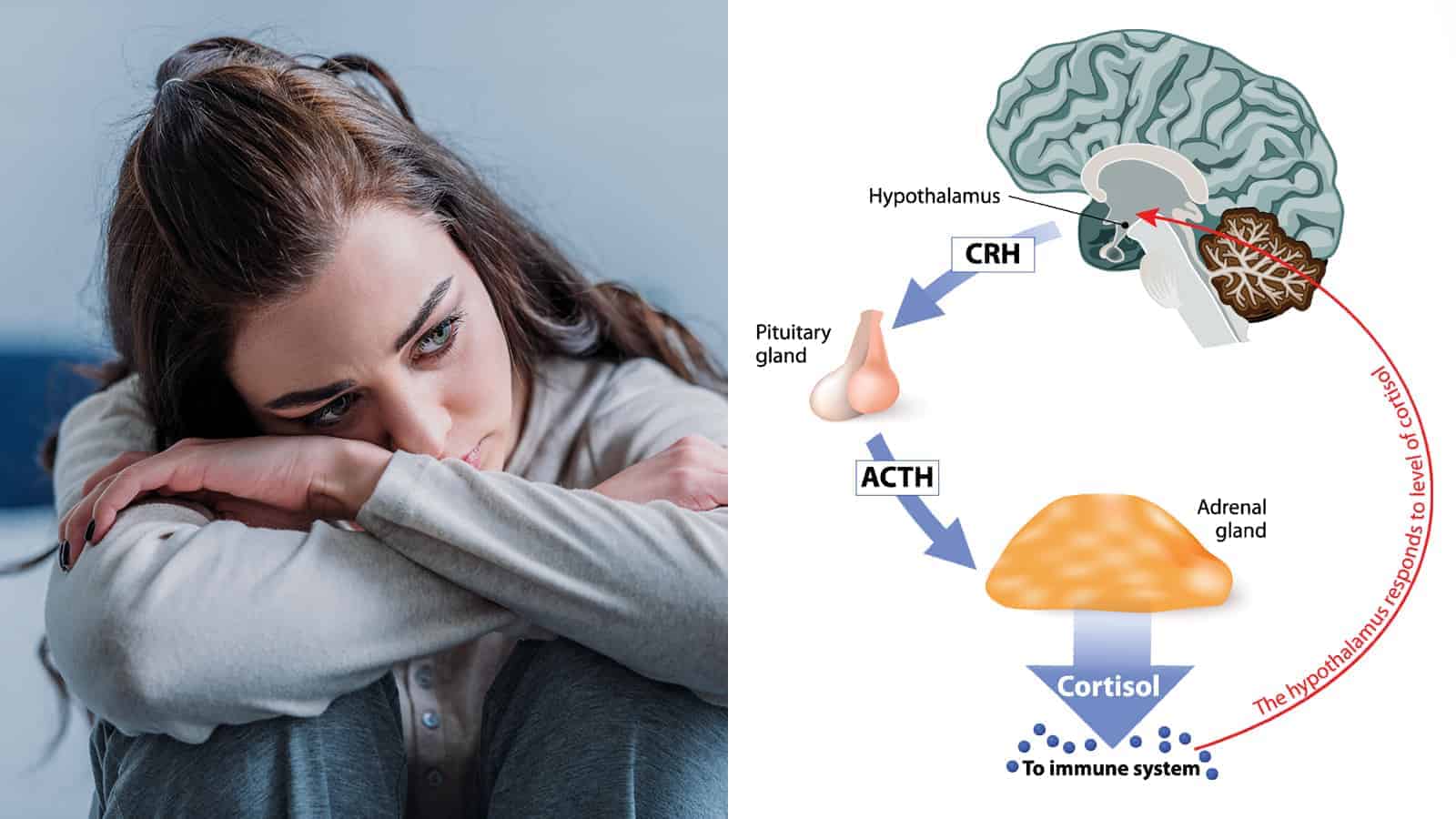 Science Reveals WHY Stress Hormones Worsen Mental Health Disorders