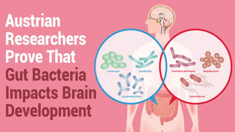 brain development