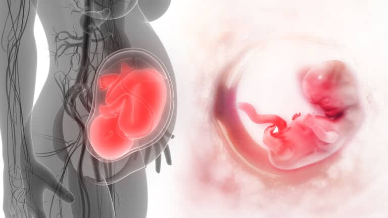 fetal cells