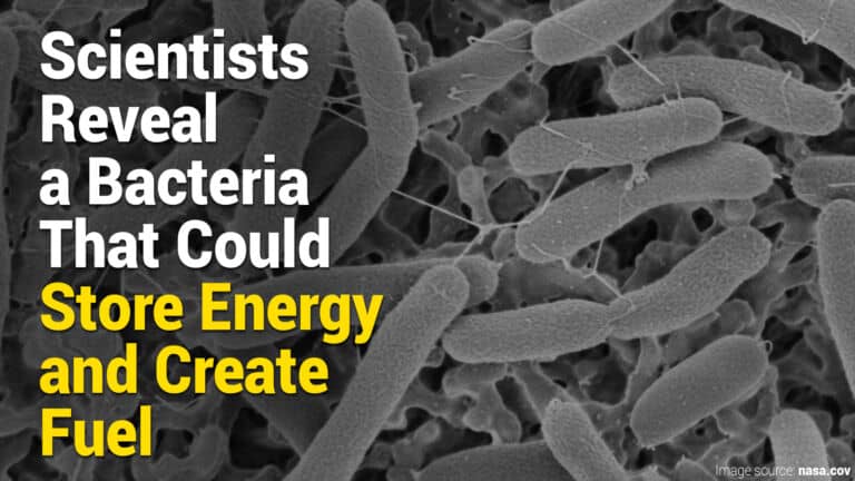 bacteria