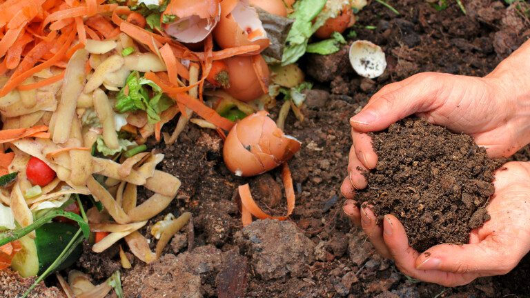kitchen scraps