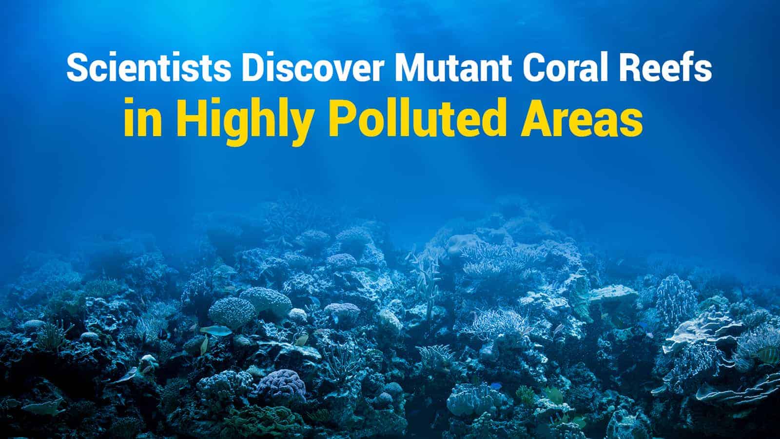 Scientists Discover Mutant Coral Reefs in Highly Polluted Areas 