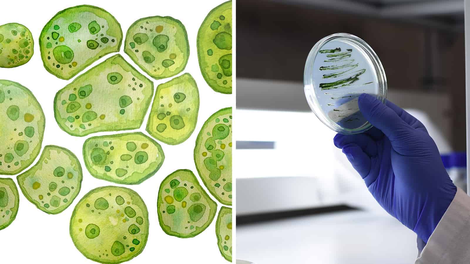 Scientists Discover How to Generate Energy from Microalgae 