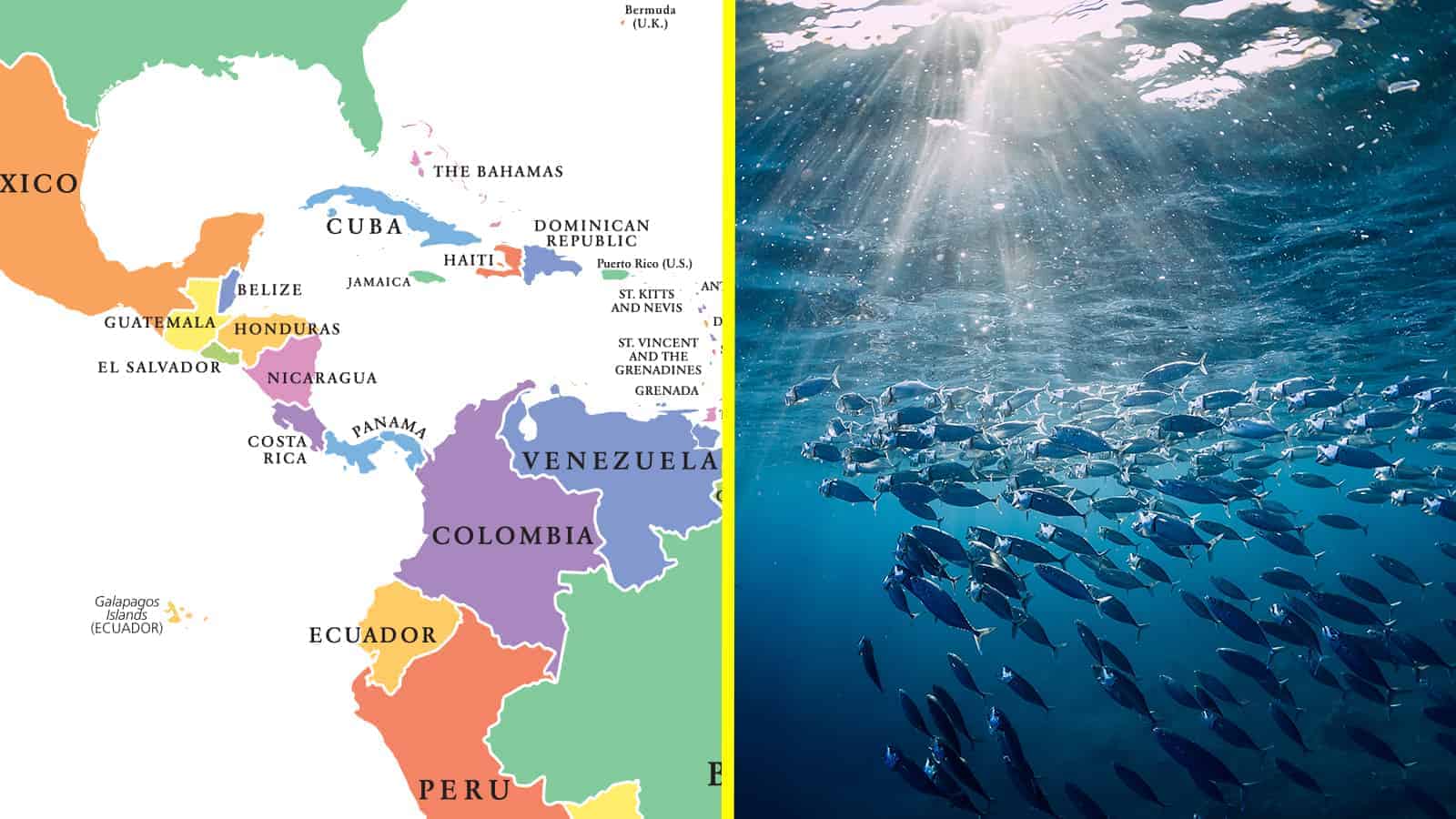 4 Latin American Countries Agree to Marine Life Protection Rules