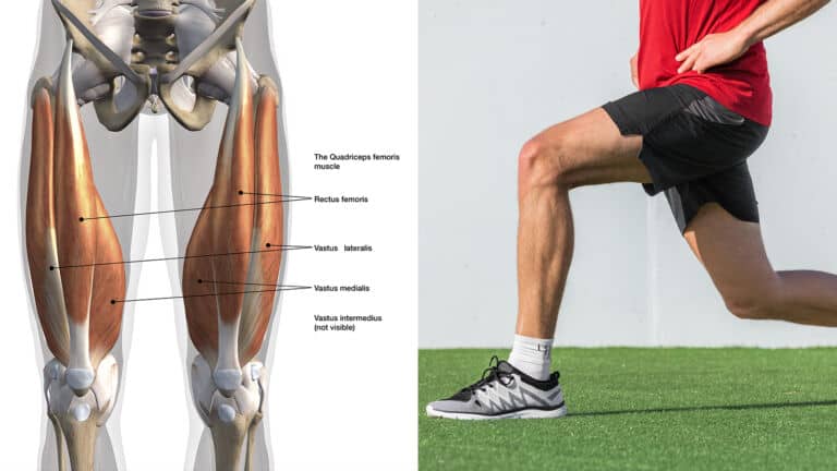 quadriceps