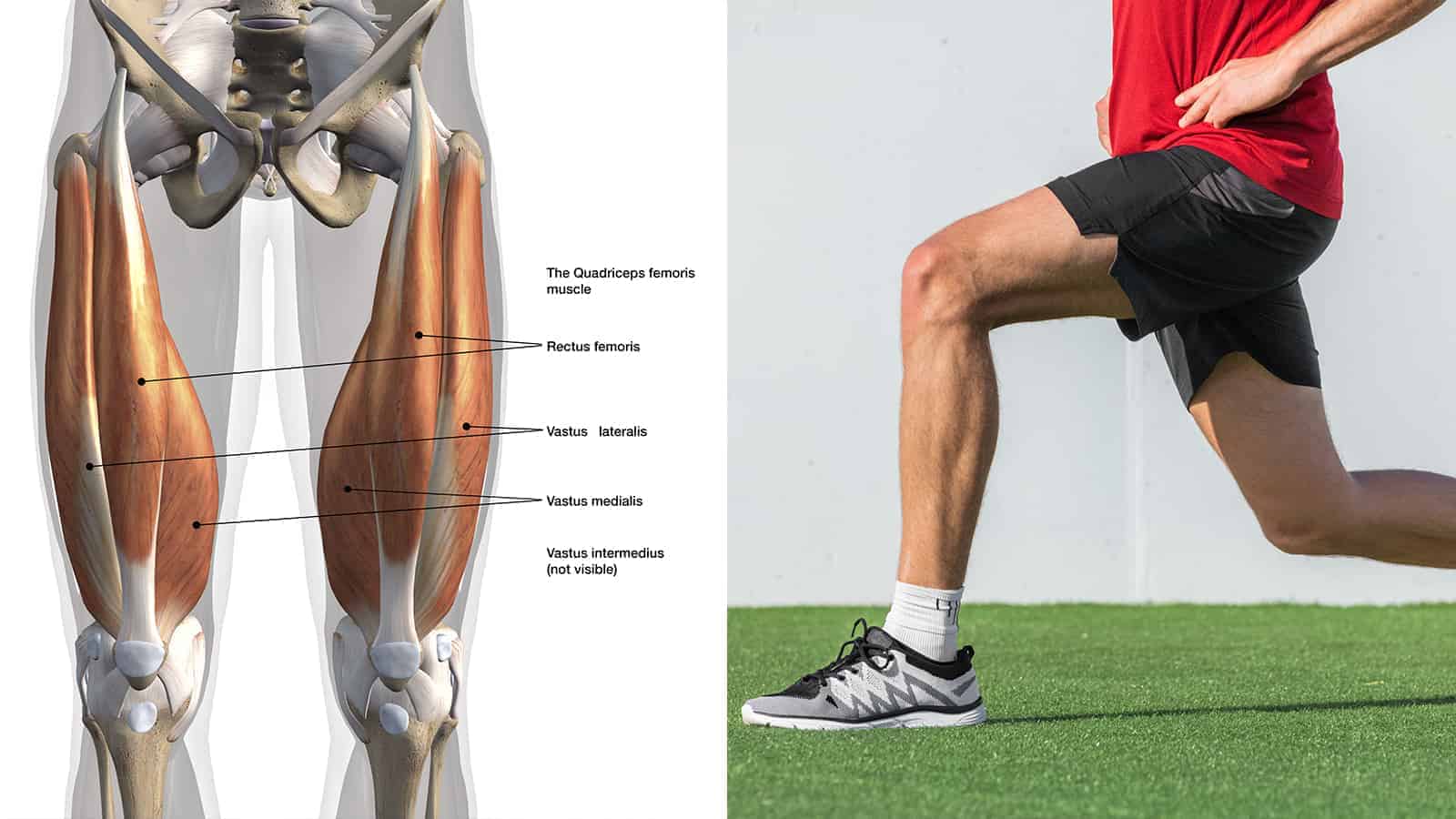 10 Quadriceps Exercises That Build Muscle Fast (Without Using the Gym)