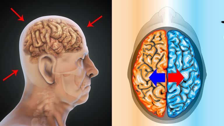 brain myths