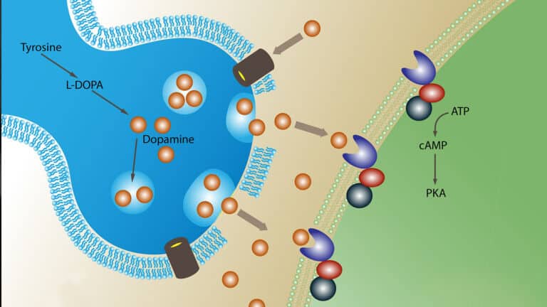 dopamine production