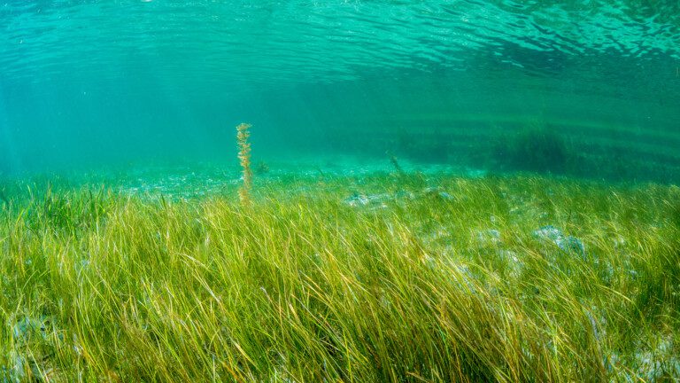 seagrass