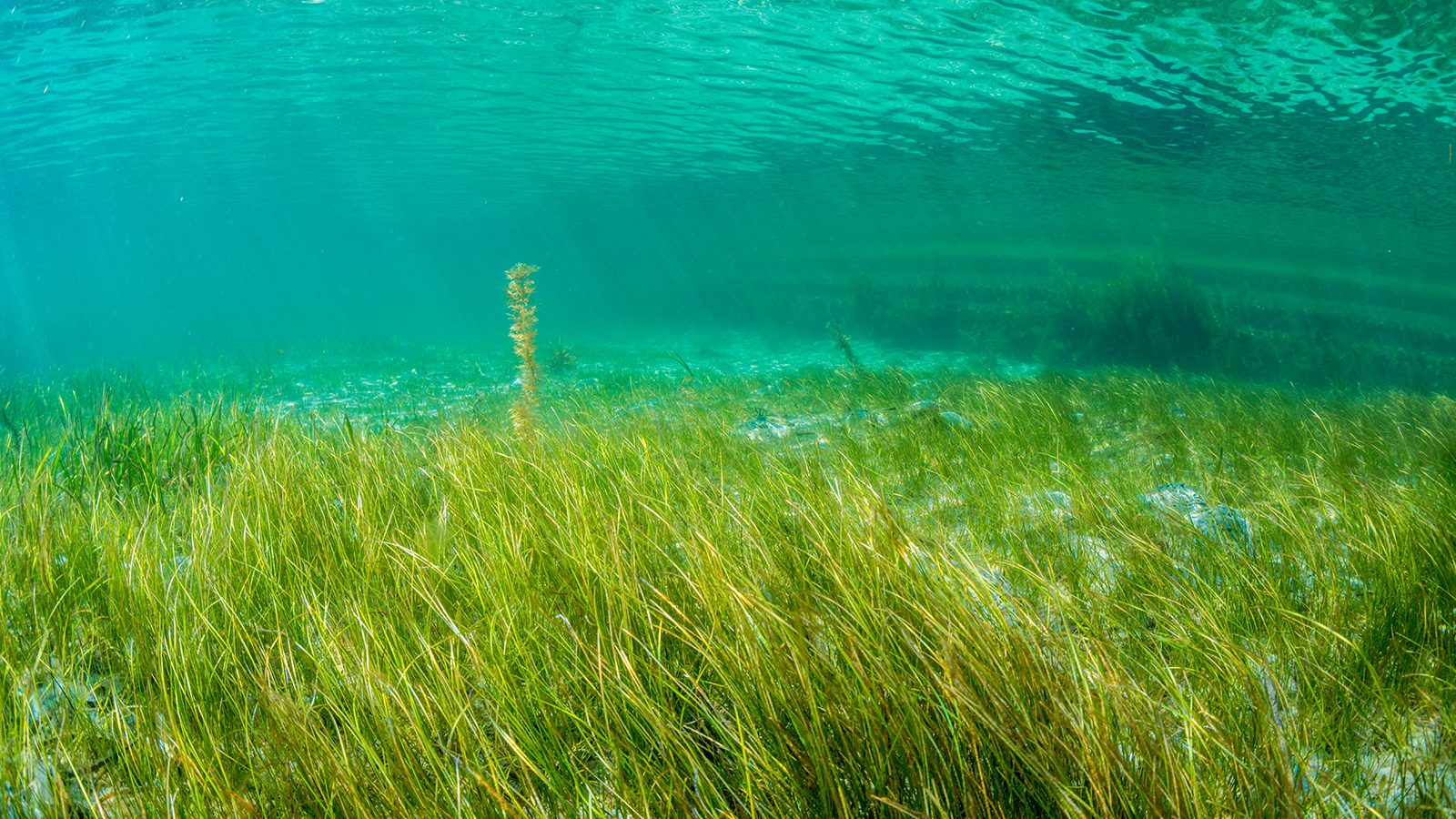 Marine Scientist Explains How Seagrass Fights Climate Change
