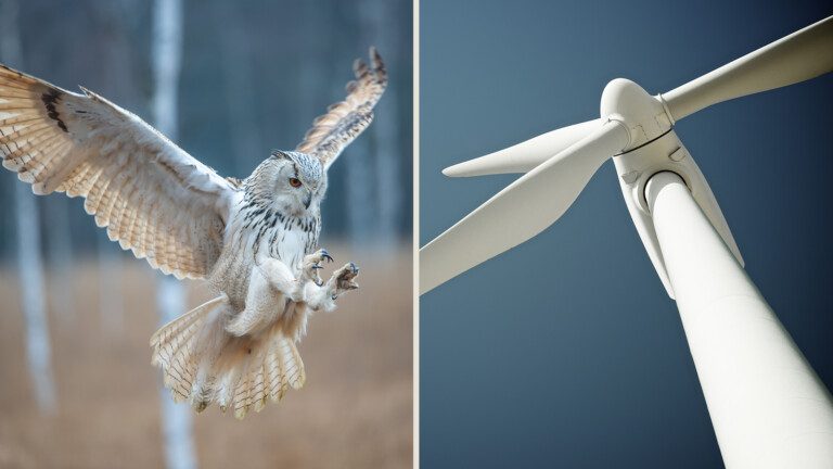 wind turbine blades