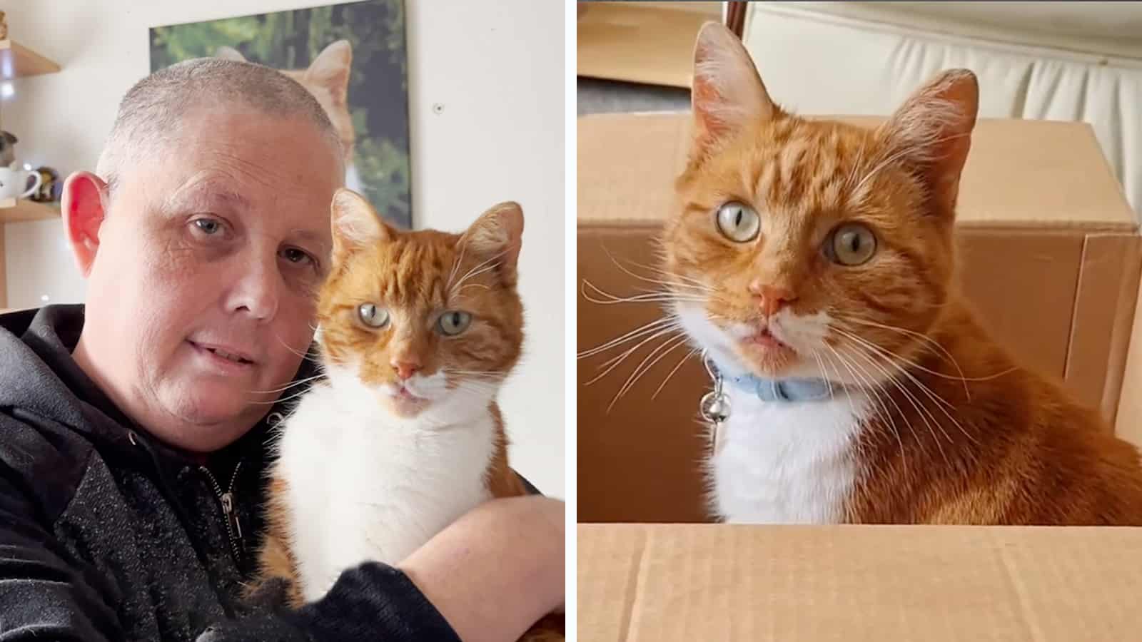 This Sweet Ginger Cat Will Melt Even The Coldest Heart