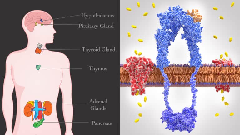 metabolic health