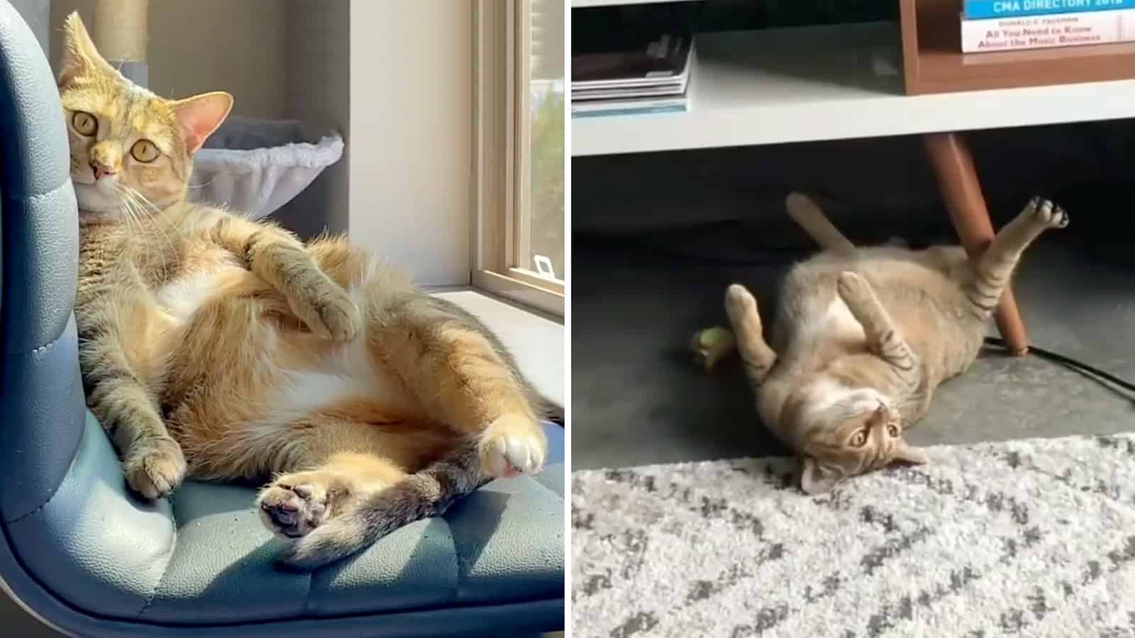 Meet Broccoli… an Adorable Cat Who Loves Sunbathing