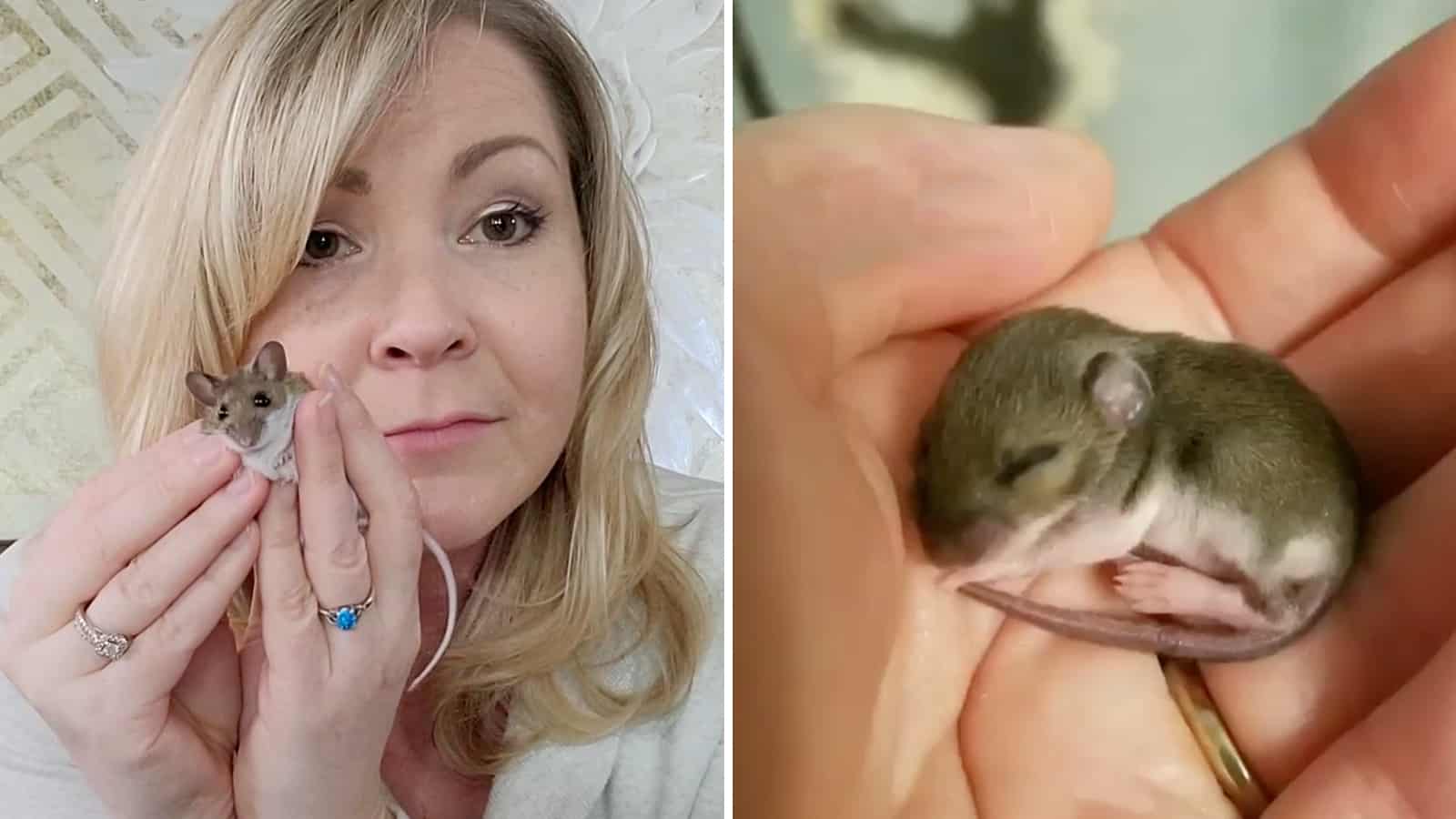 Meet a Deer Mouse Named Harriet Who Loves to Snuggle
