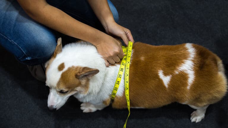 overweight dogs