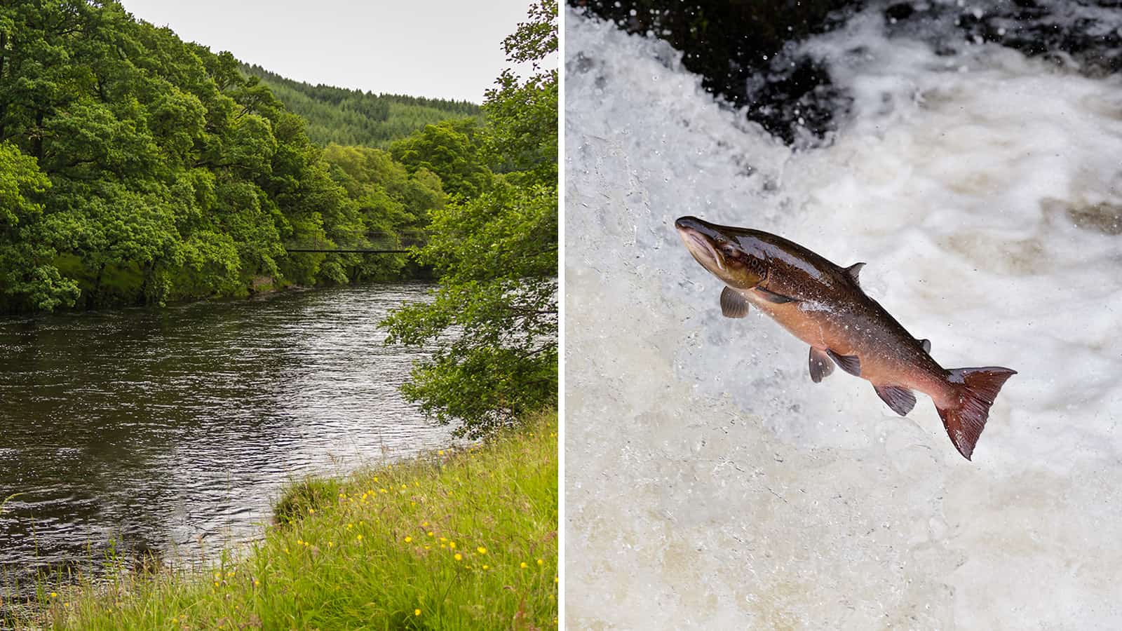 Scotland Saves Their Wild Salmon Population by Planting Trees to Shade Rivers