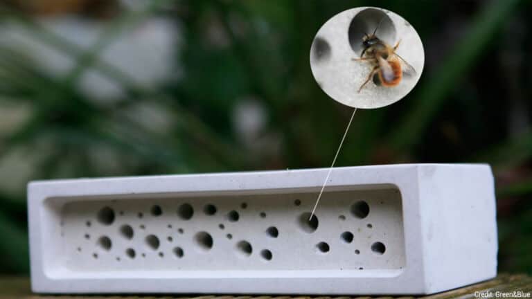 bee population