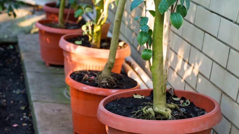 fruit trees