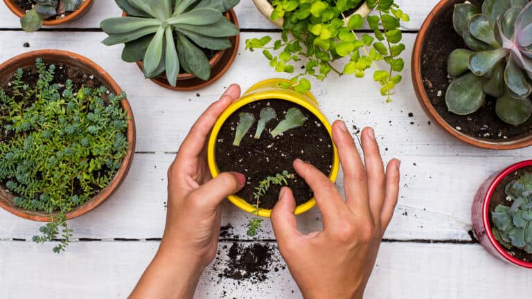 succulents