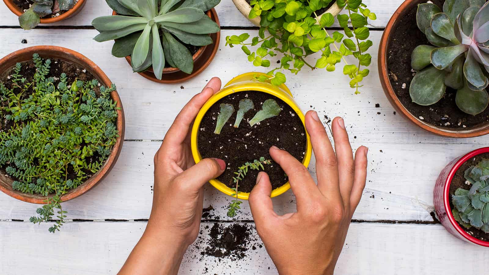 10 Succulents That Are Perfect, Even If You Lack a Green Thumb