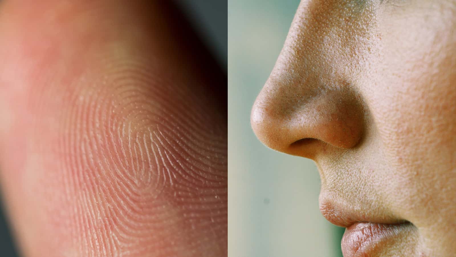 The Same Genetic Factor May Dictate The Sense of Touch and Smell 