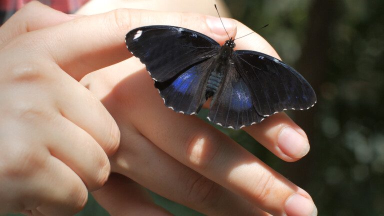 black butterfly