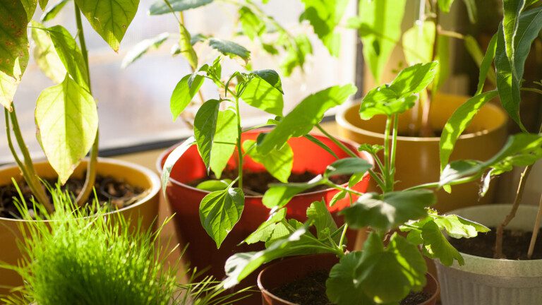 houseplants