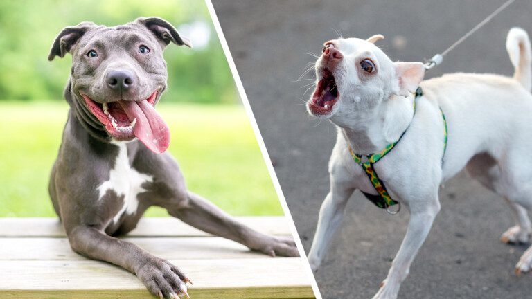 dog behavior