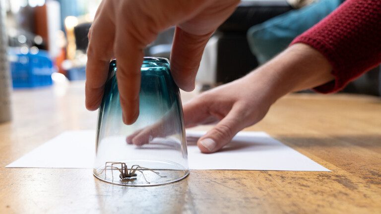 spiders