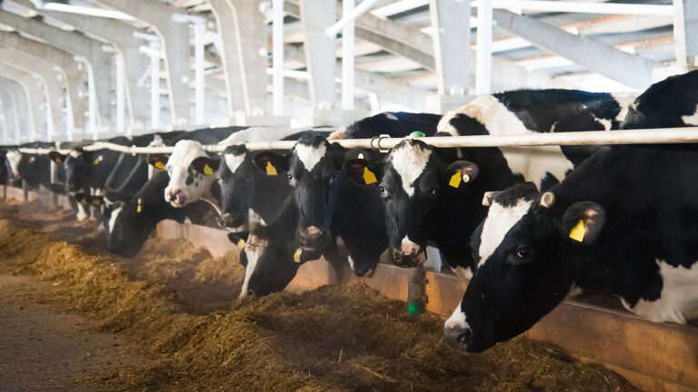 animal farming