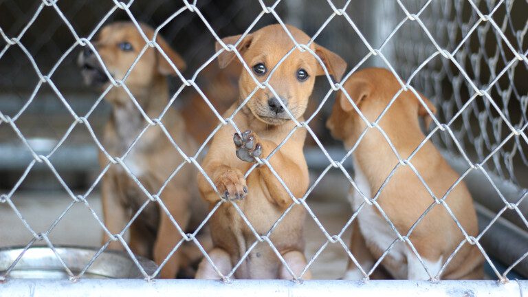 puppy mills