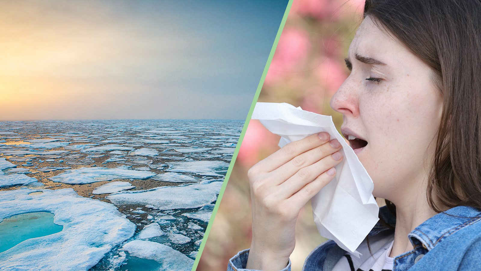 Study Explains Why Climate Change Means Longer Allergy Season