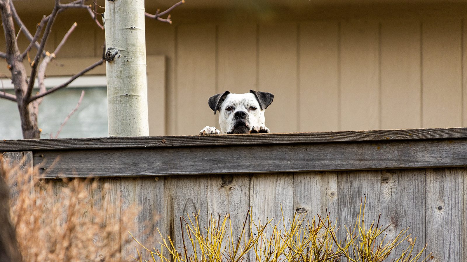 Study Finds That Neighborhoods With Dogs Are Often the Safest