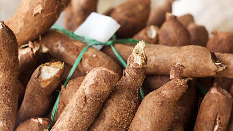 yucca root