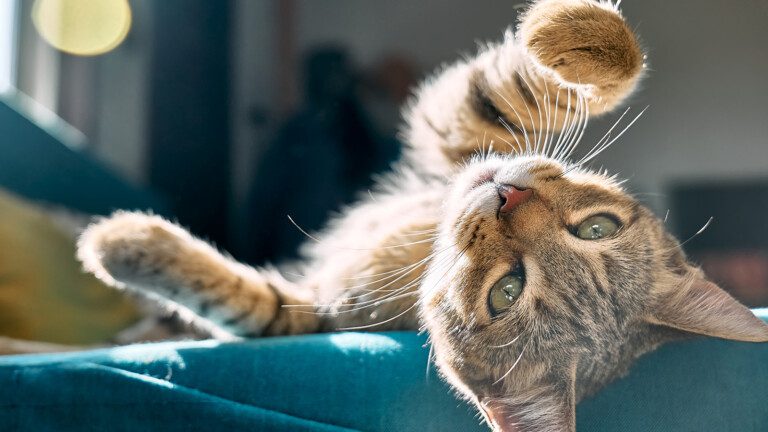 cats