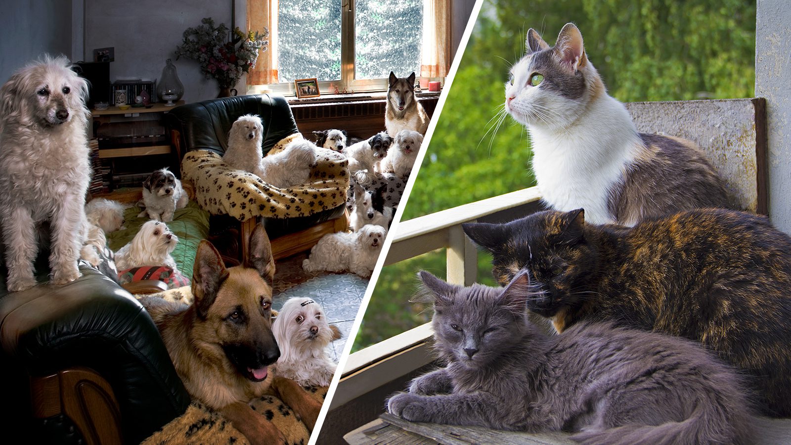 4 Red Flags a Pet Owner Has Become an Animal Hoarder