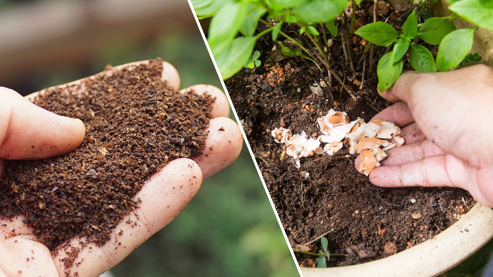 5 Sustainable and Natural Fertilizers