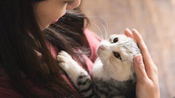 cat