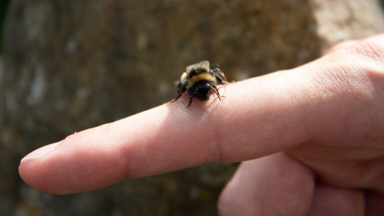bumblebees
