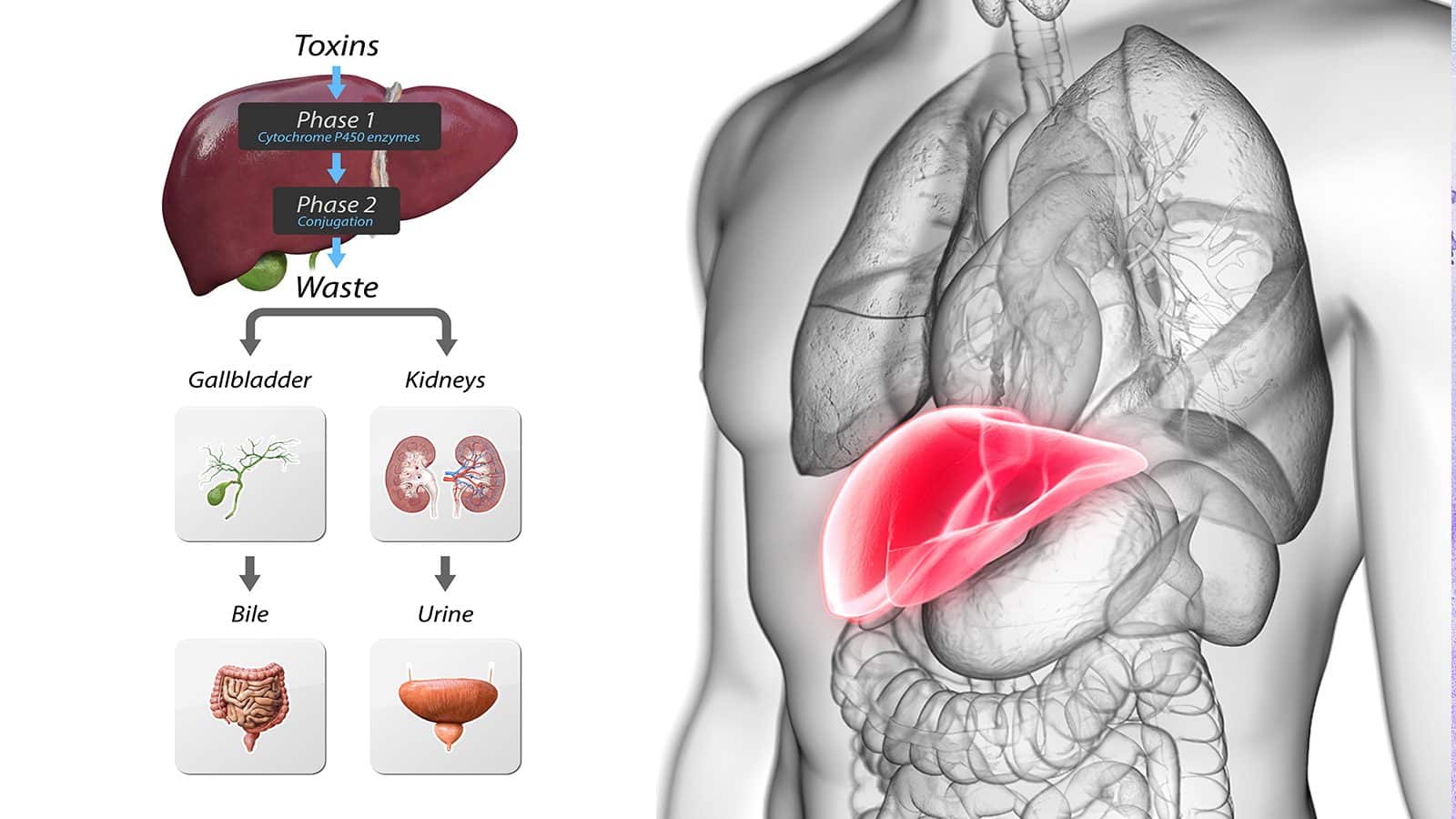 Doctors Explain How to Detox Your Liver 